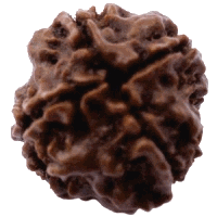 4 mukhi Rudraksha